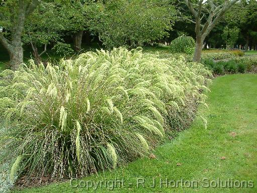 Grass Auckland 